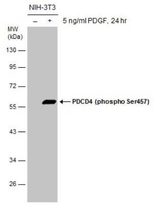 Western Blot: PDCD4 [p Ser457] Antibody [NBP3-13143]